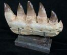 Large Mosasaurus Jaw Section On Stand - A Real One! #8970-1